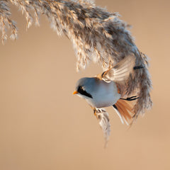 Fotoworkshop per boot in de Biesbosch